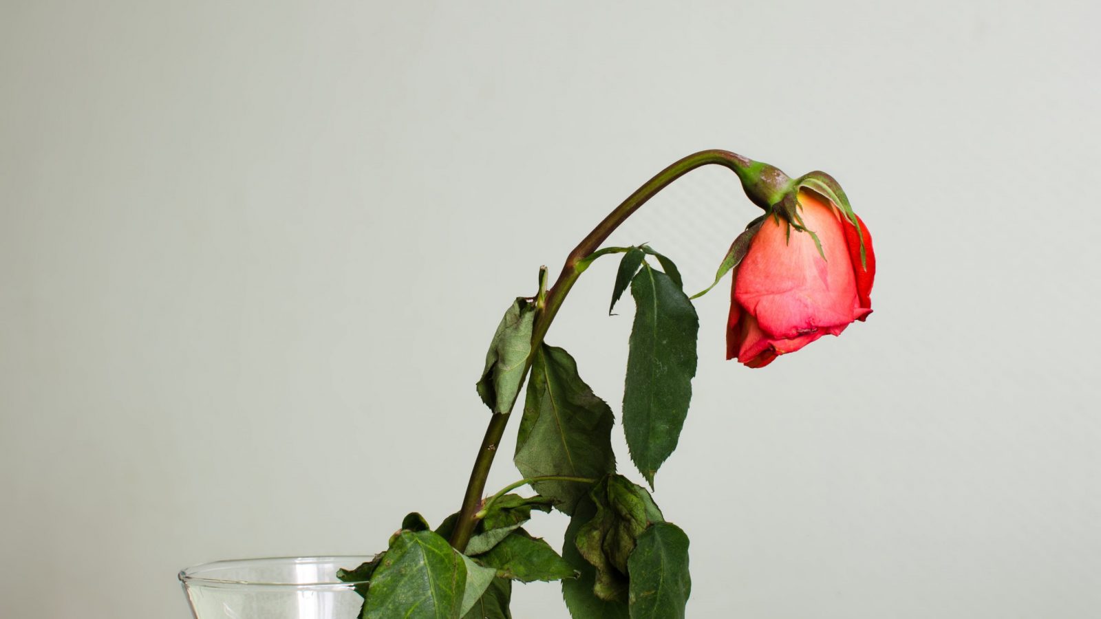 Eine rote Rose mit hängendem Kopf